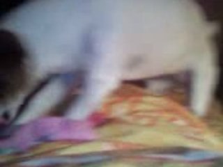 Chiki qui regarde Louna