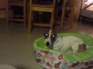 Louna et Chiki bataille