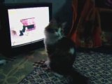Kedi Maması Reklamını izleyen Kedi