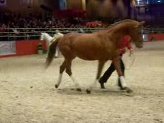 Présentation d’étalon poneys par le Syndicat Linaro