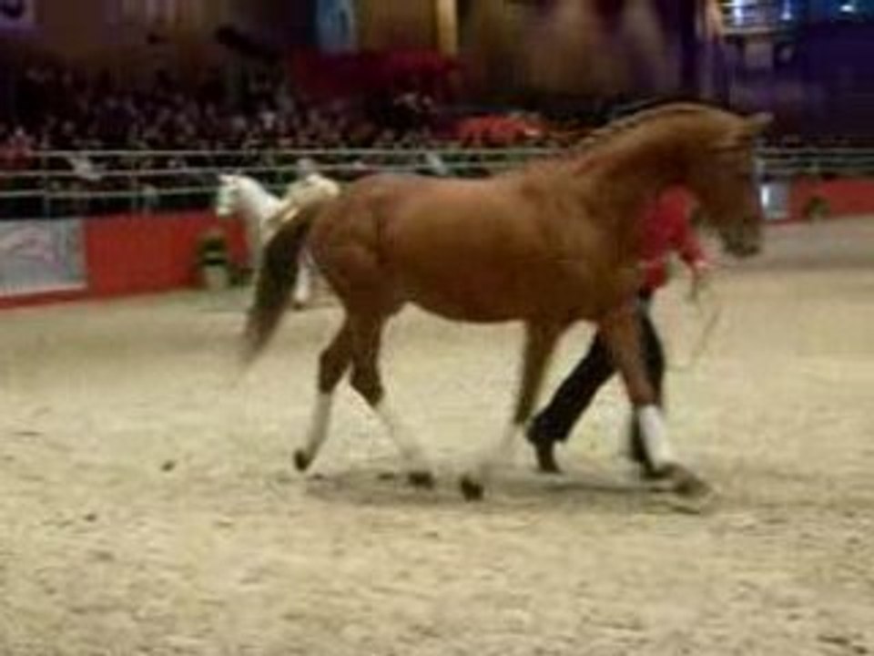 Présentation d’étalon poneys par le Syndicat Linaro