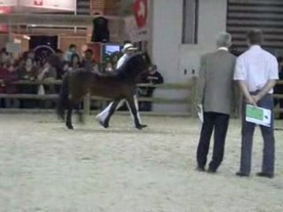 Concours d’élevage de poney Dartmoor