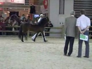 Concours d’élevage de poney Dartmoor