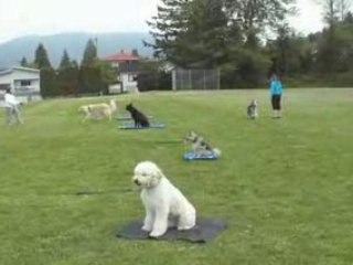 Dog Training Tips