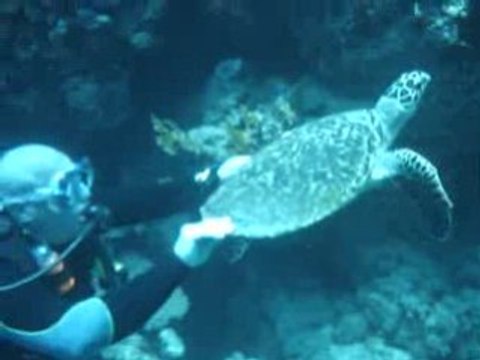 Plongée Egypte croisière St John's