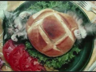 Les animaux en folie by DVD60