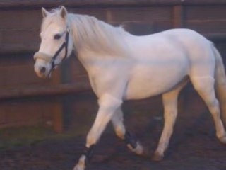 PADDOCK & PETITS EXERCICES SIMPLES.