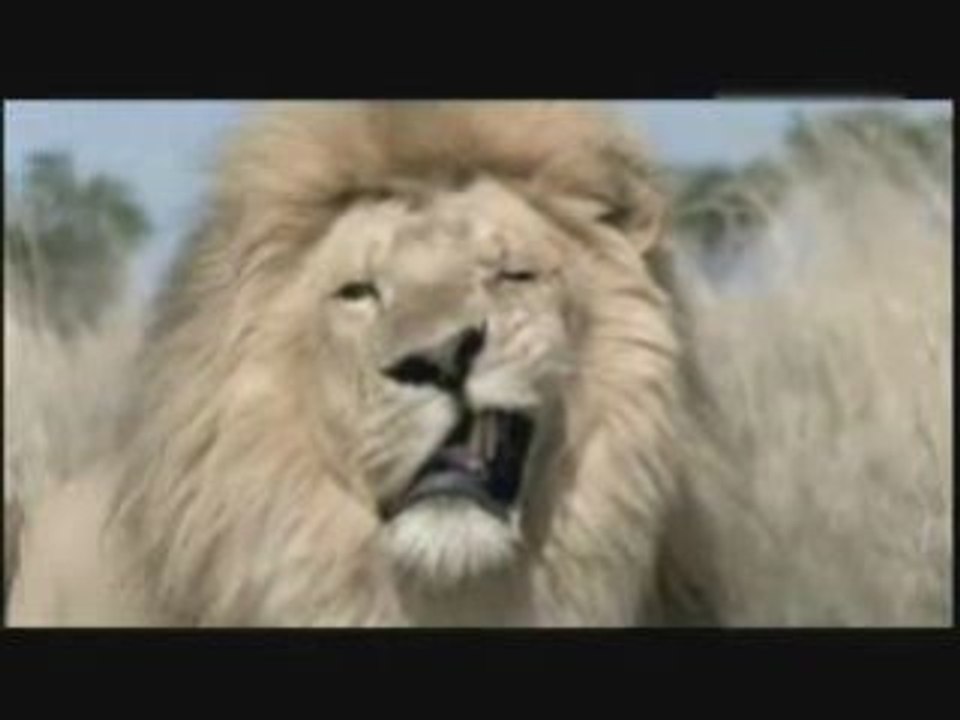 Lachvandedag.nl - Snelle schoenen