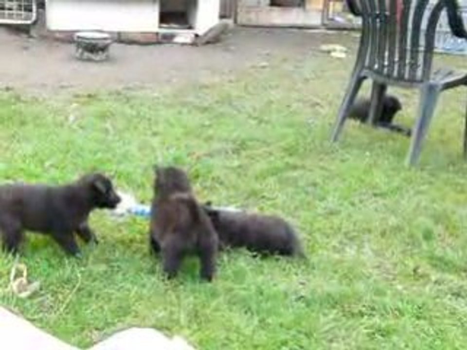 "Z" Hvezdna laguna - groenendael puppies