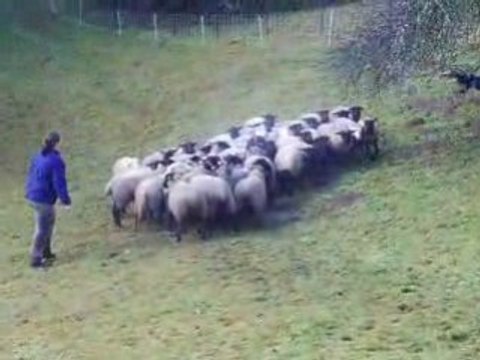 Journée troupeau du 07/12/2008 1er passage de gavroche