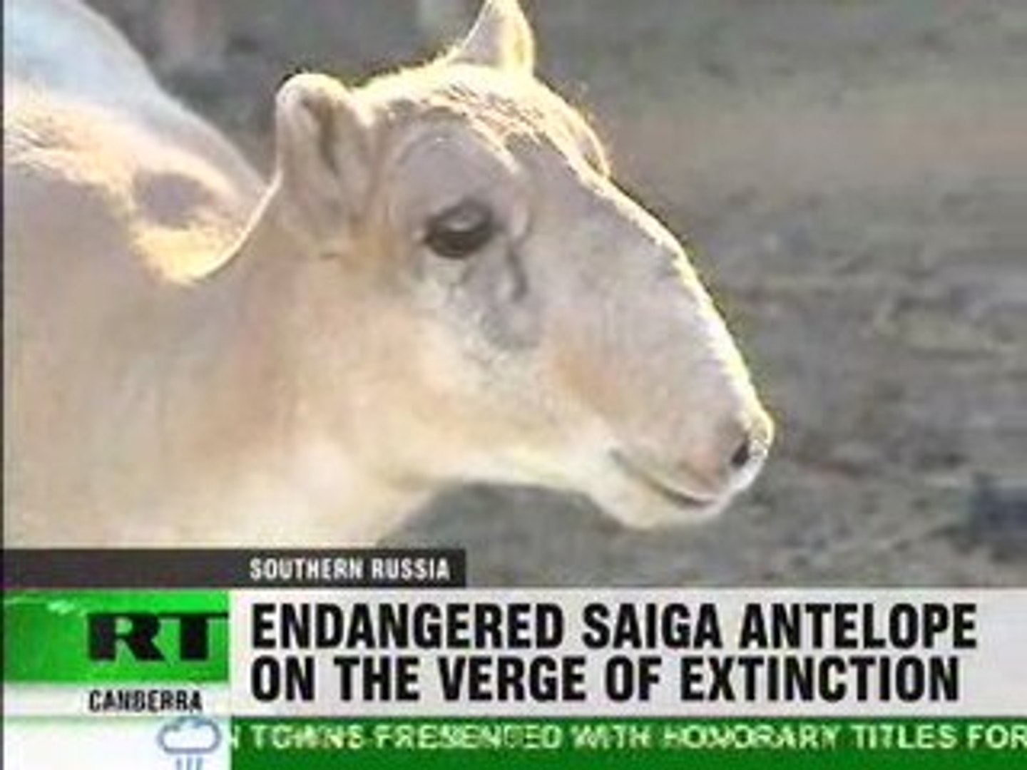 ⁣Fight to save endangered antelope