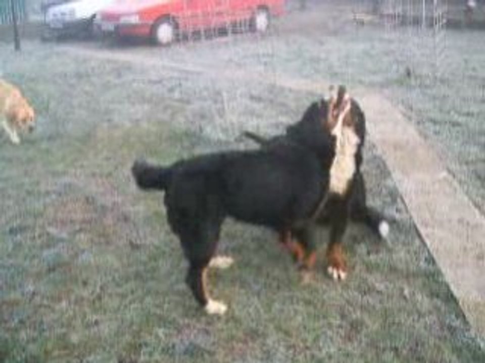 ma troupe de chiens le 8 12 2008 video1