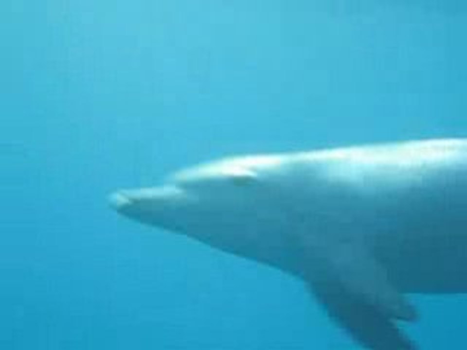 Dauphins