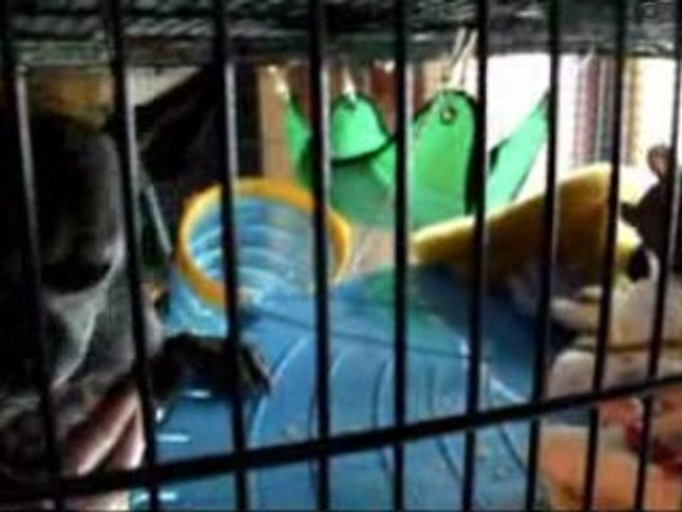 Rat-&-chi