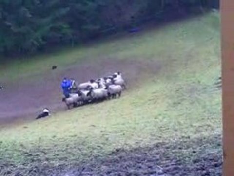 Journée troupeau du 07/12/2008 Rex 1er passage