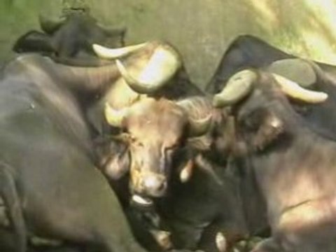 sri lanka national zoological gardens dehiwala