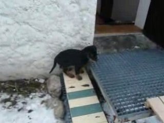 le petit "jaune" dans la neige