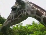 sri lanka national zoological gardens dehiwala