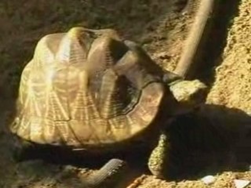 sri lanka national zoological gardens dehiwala