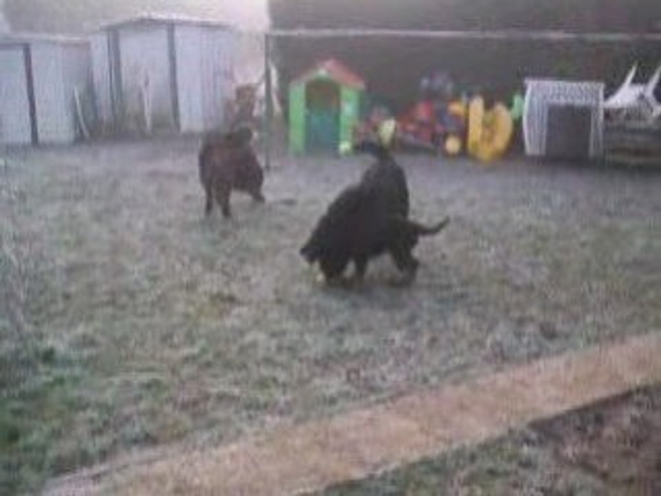 ma troupe de chiens le 8 12 2008 video4