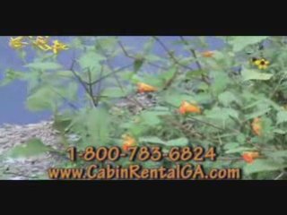 Cabin Georgia Rental on Creek  near Blue Ridge Mountains