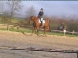 Ses Dressage jeunes chevaux