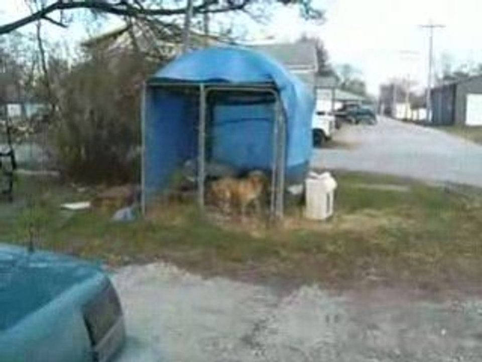Ninja Dog