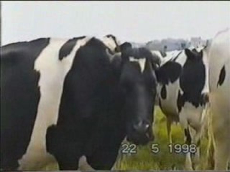La vache qui parle...