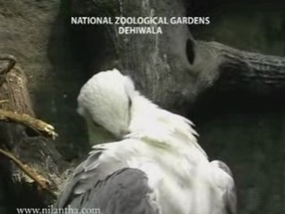 sri lanka national zoological gardens dehiwala