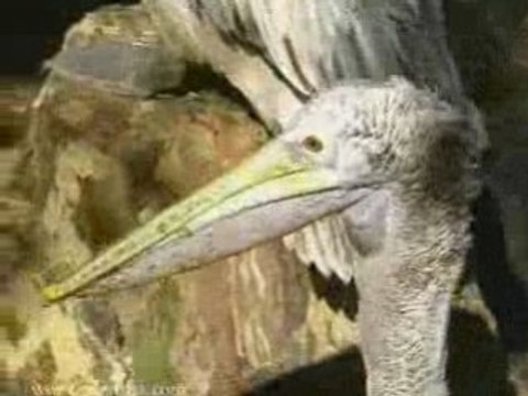 sri lanka national zoological gardens dehiwala