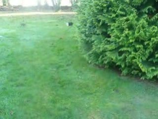 Attention, un sapin peut cacher un chat!