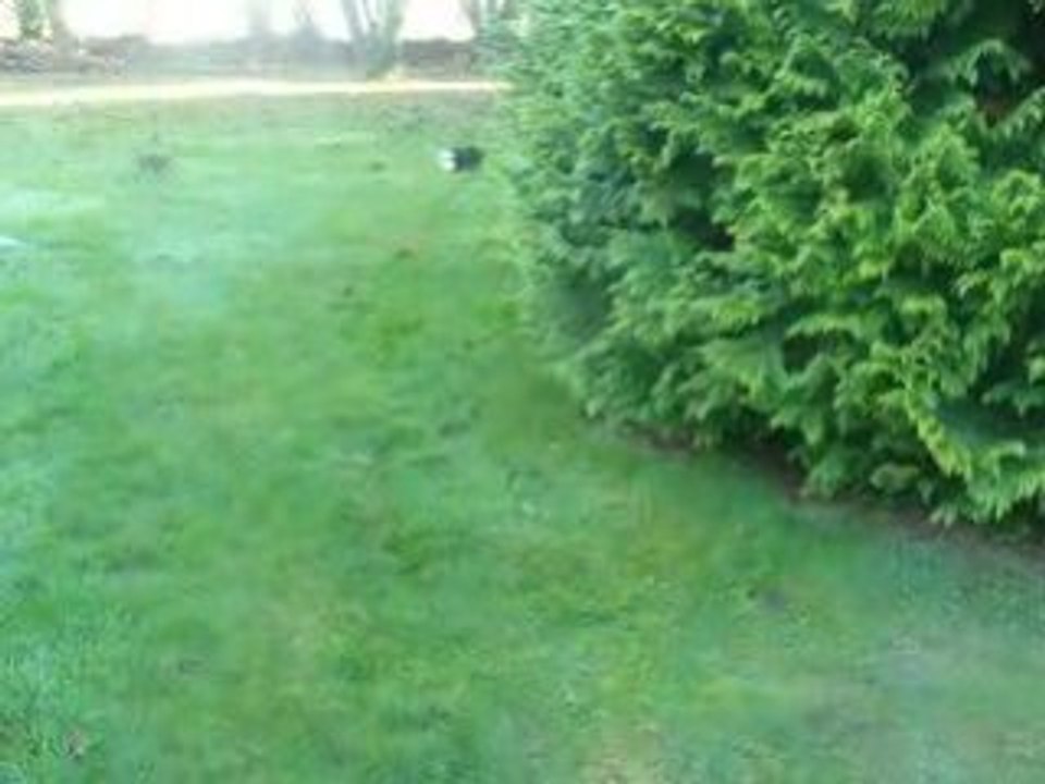 Attention, un sapin peut cacher un chat!