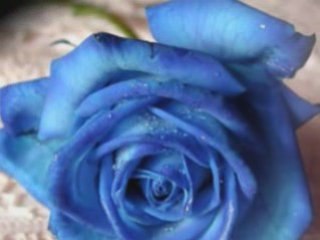 Rosa blu