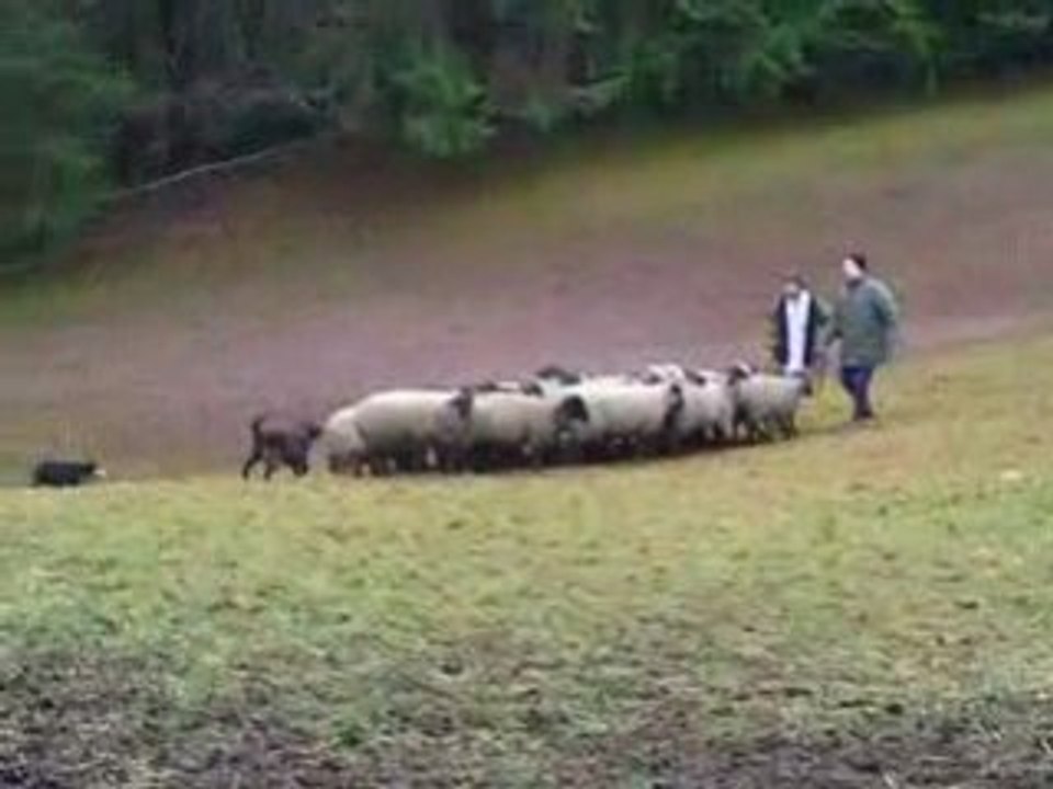 Journée troupeau du 07/12/2008 Dragonne 2ème passage