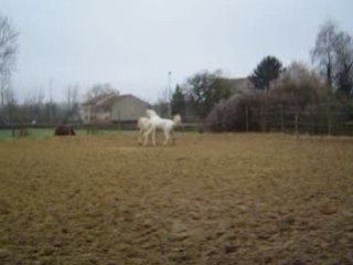 Tobee joue avec casou