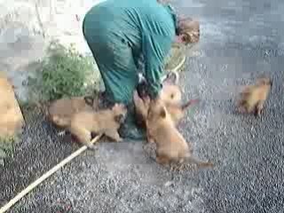 Portée TRISKEL ET VOLPA