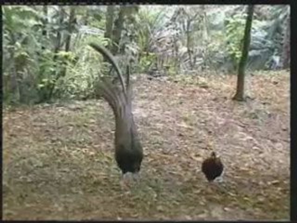 Miracle of The Talking Birds  7/7 www.hyahya.org