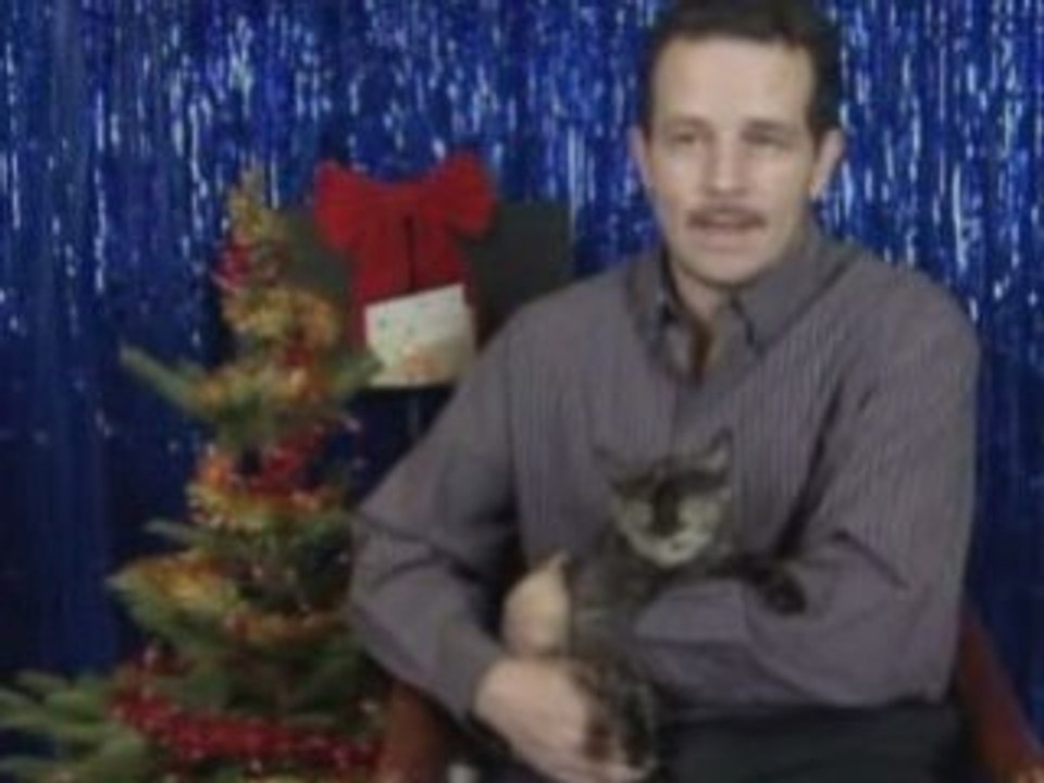 Singing cats and dogs release Christmas CD and DVD