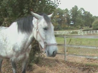 Montage club chevaux