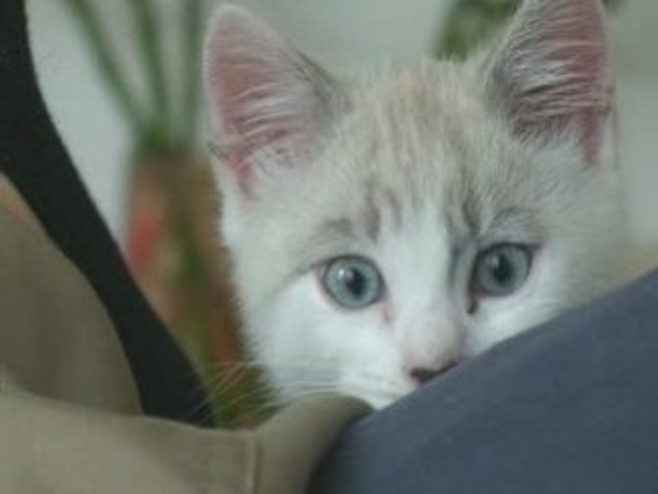 [Perso] La Mimsologie