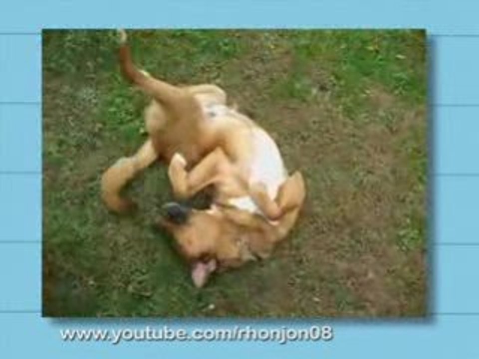 Ultra Kawaii - Upside Down Dogs!