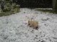 un cairn terrier dans la neige