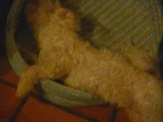 Pomme en plein délire =)