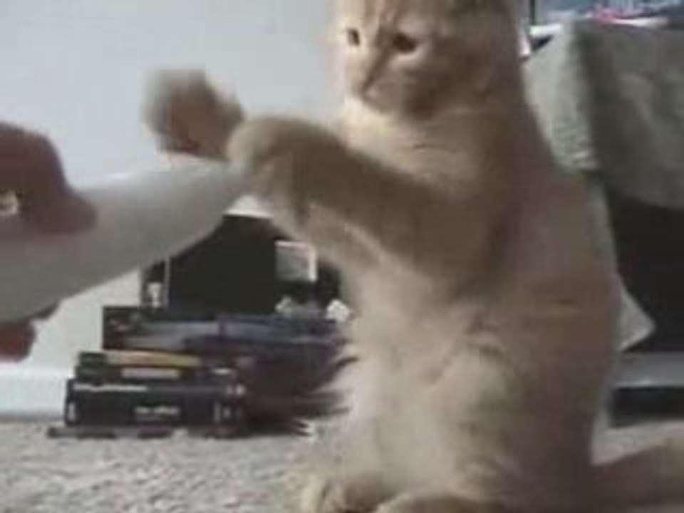 Chaton VS Brosse a Dent ! x3