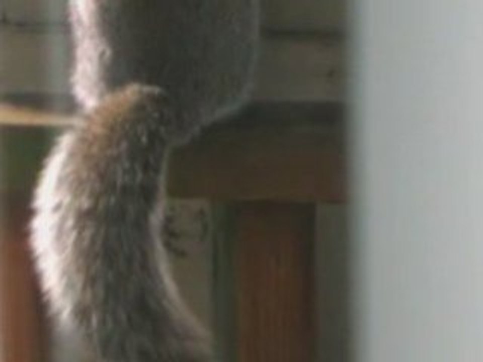 Holiday Squirrel