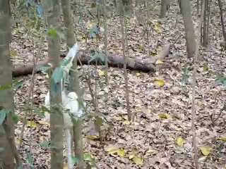 Lémurien Sifaka dans les arbres