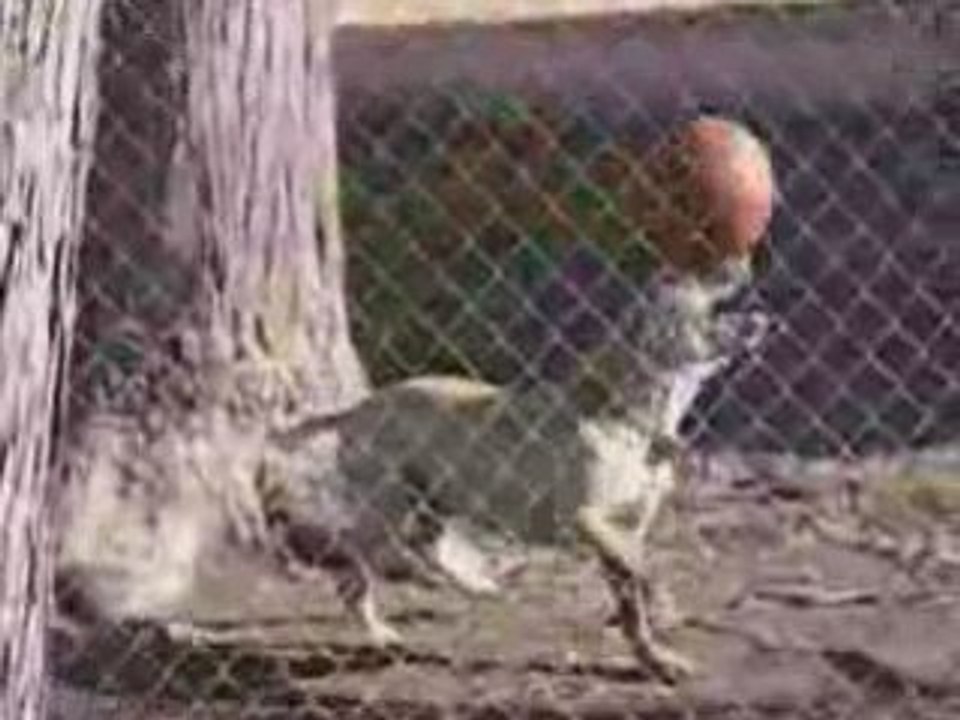 Dog_or_Seal