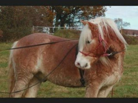 Cours équitation étho avec Nolwenn