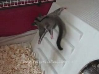 Petauro Dello Zucchero-Sugar Glider-petaurodellozucchero.it