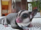 Petauro Dello Zucchero-Sugar Glider-petaurodellozucchero.it